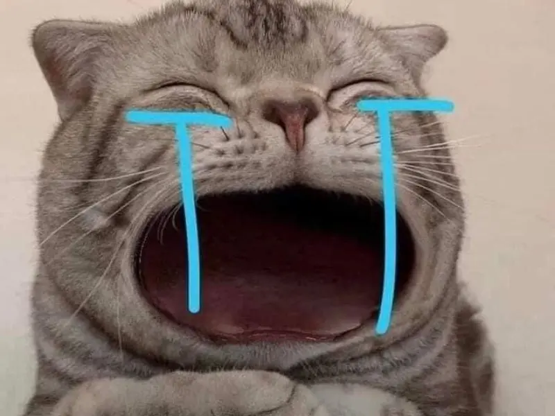 CryingCat Meme rất thú vị và độc đáo