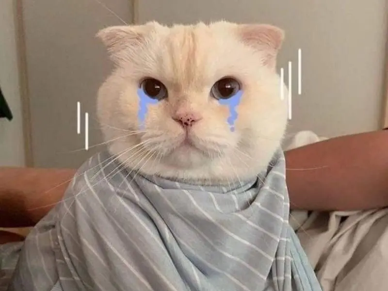 Crying Cat Meme cho thấy sự hối tiếc