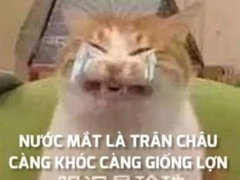 Khóc mèo meme với khuôn mặt khốn khổ