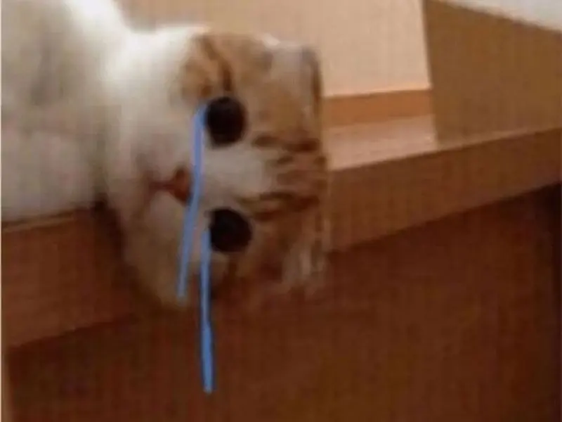 Meme Crying Cat với khuôn mặt tội nghiệp