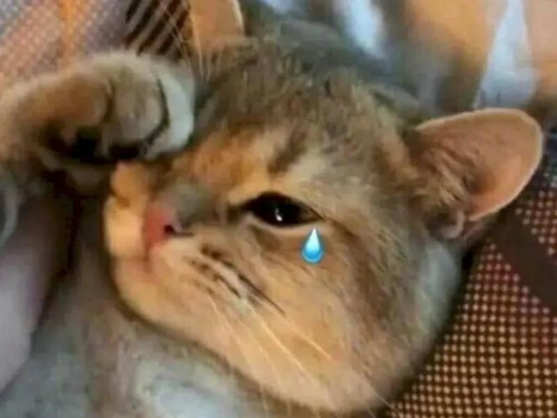 Crying Cat Meme cảm thấy thương hại