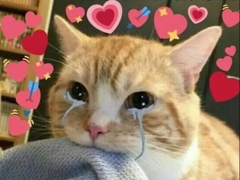 Crying Cat Meme đã chạm vào người xem