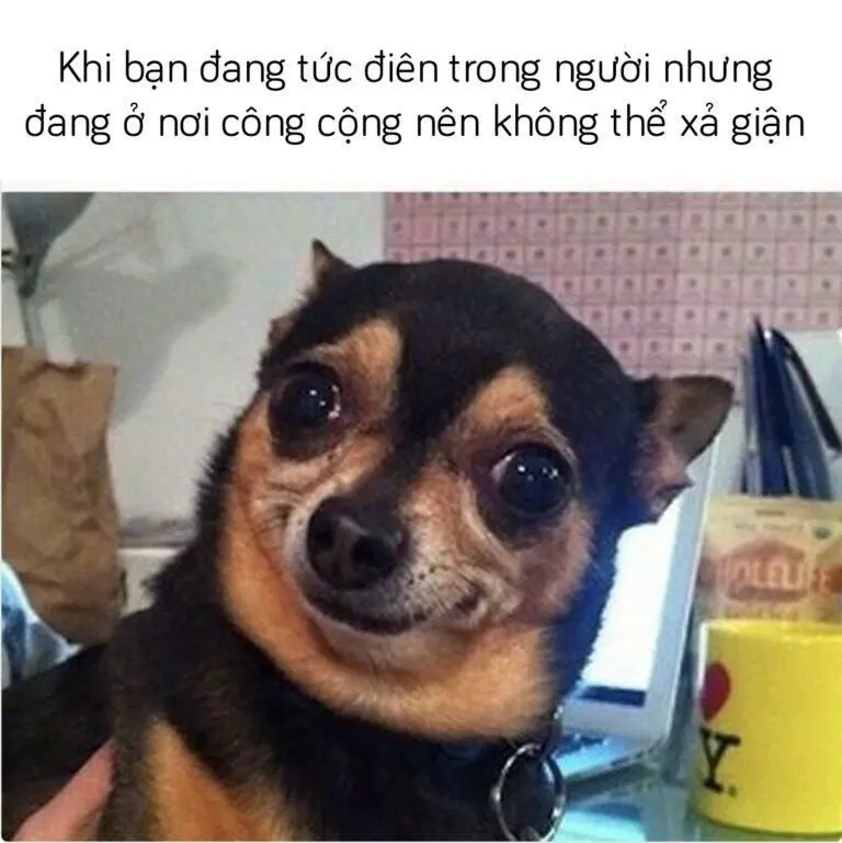 Meme ngây ngất vì cười