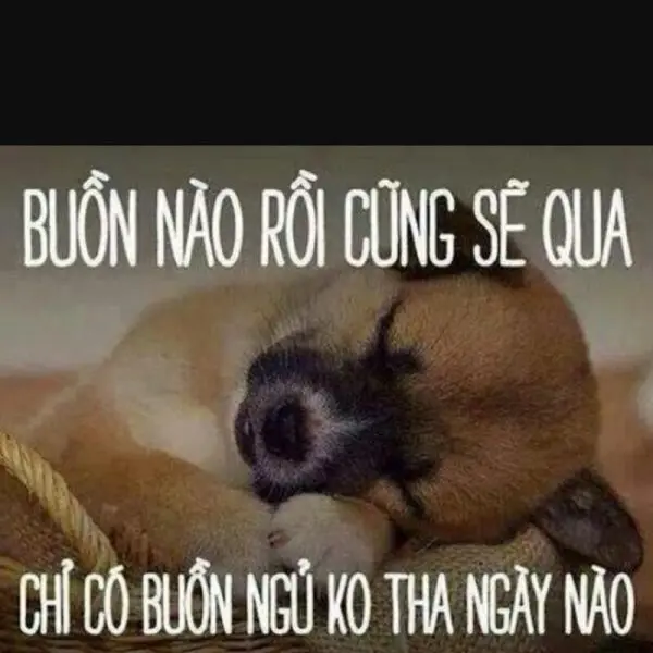 Meme đáng yêu và cực kỳ lầy lội