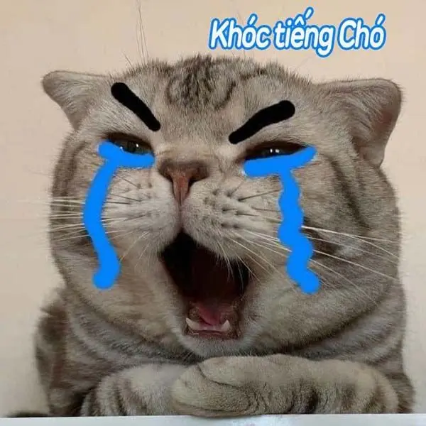 Hình nền meme dễ thương với câu nói hài hước