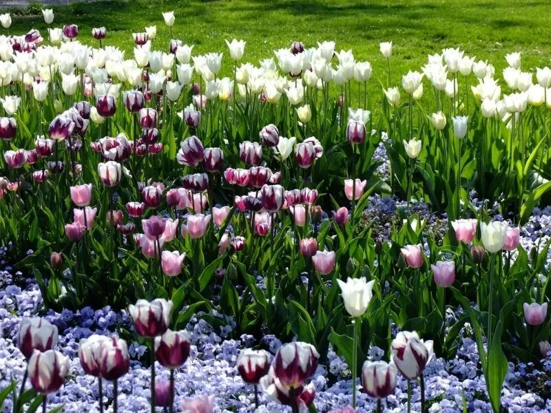 Hoa tulip đầy màu sắc cho máy tính để bàn