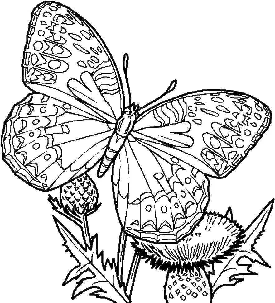 Download the beautiful butterfly coloring paintings, meaningful gifts for children.