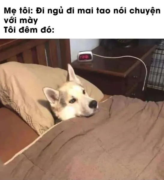 Meme đi ngủ hoạt hình với đôi mắt buồn ngủ