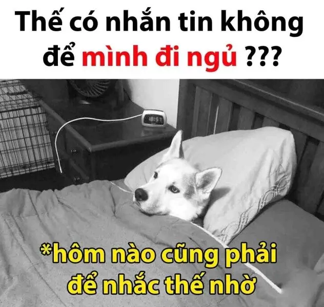 Meme đi ngủ để làm cho người xem cười