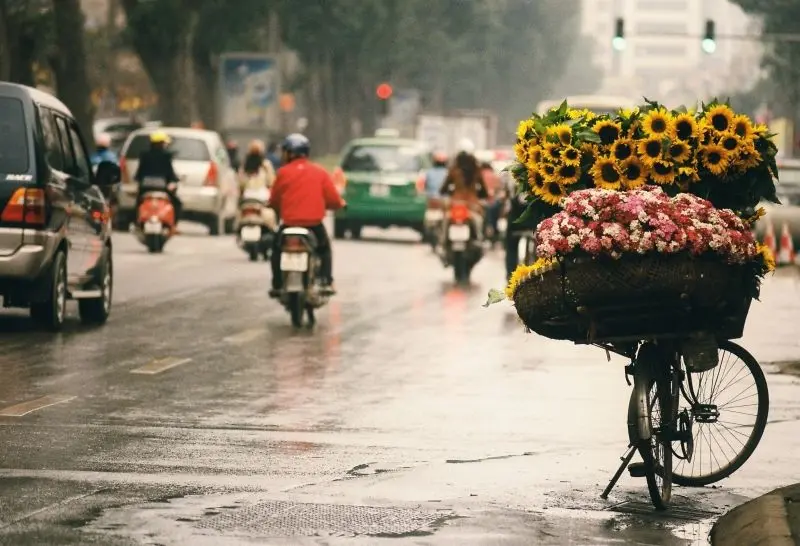 Vẻ đẹp dịu dàng của hình ảnh hoa mùa thu ở Hà Nội