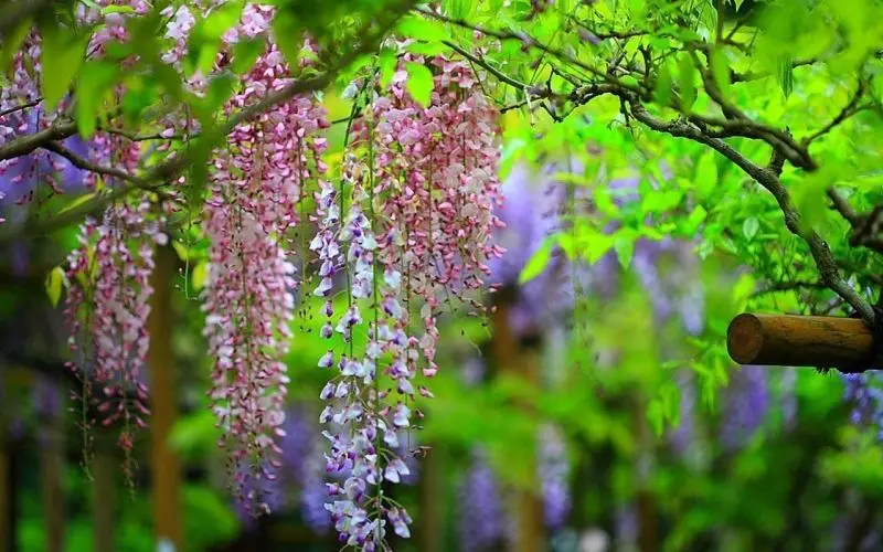 Vẻ đẹp thơ mộng của Wisteria