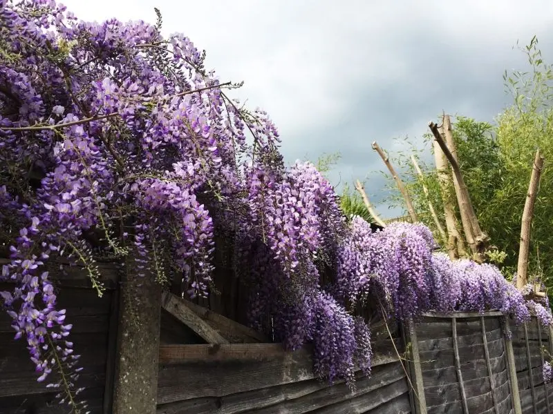 Điển hình màu tím của wisteria