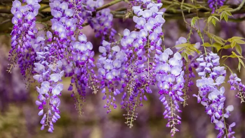 Wisteria được bao phủ nhẹ nhàng