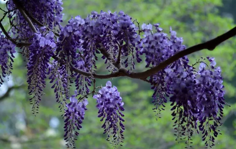 Vẻ đẹp hòa bình của Wisteria