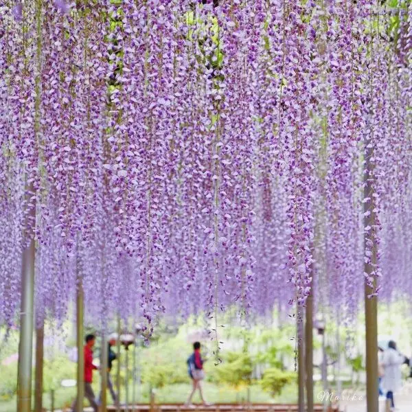 Trang trí cây Wisteria của không gian sống