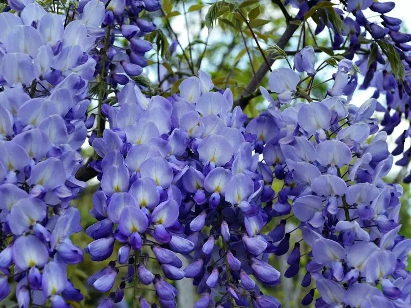 Hoa Wisteria nở hoa trong không gian xanh