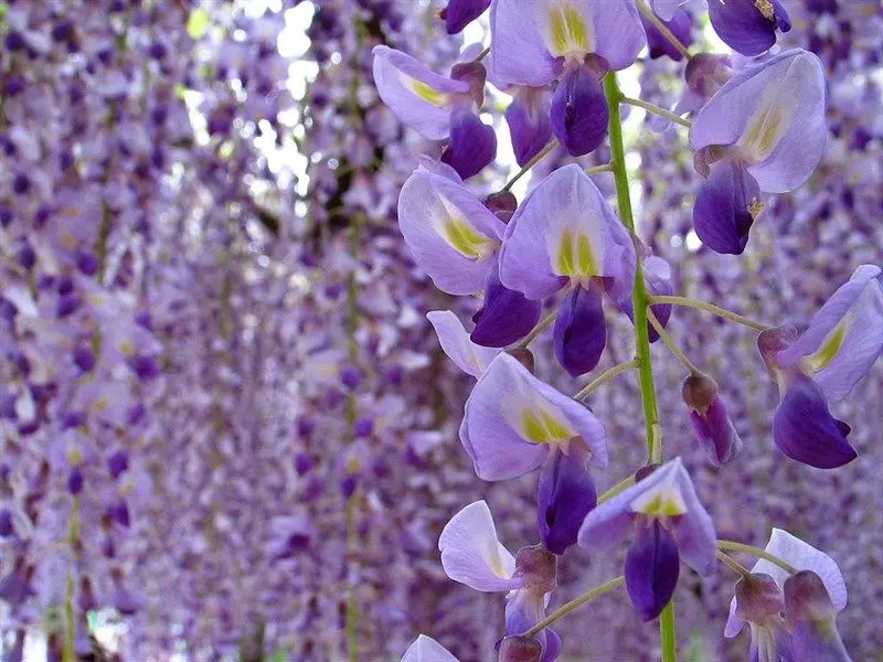 Đắm chìm trong màu tím của wisteria