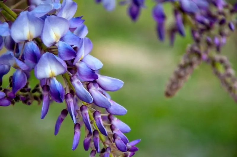 Hoa Wisteria được chấm cho khu vườn