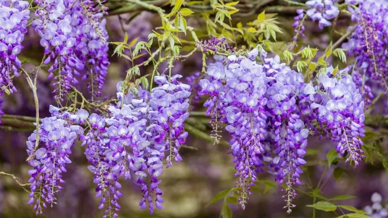 Cây hoa Wisteria - Vẻ đẹp hiếm