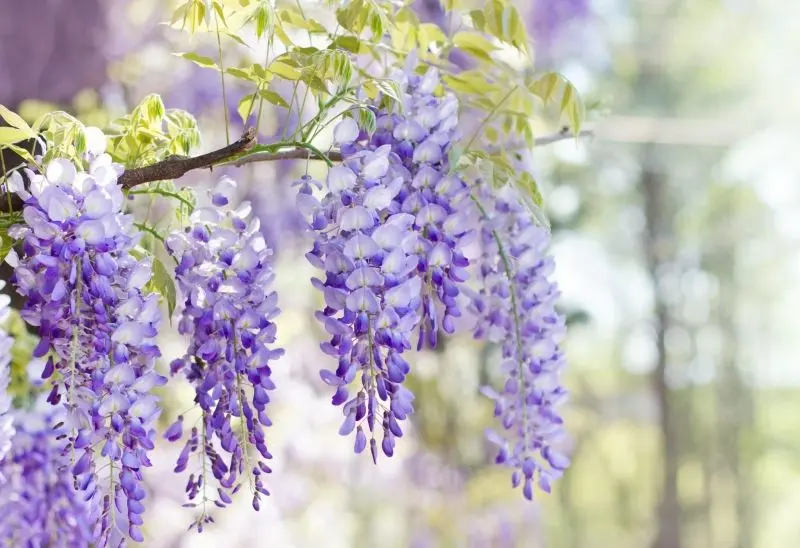 Tím tím wisteria đang làm dịu tâm hồn