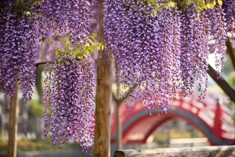 Cây hoa Wisteria mang lại cảm giác bình yên