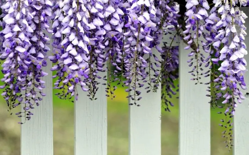 Sự thanh lịch của wisteria