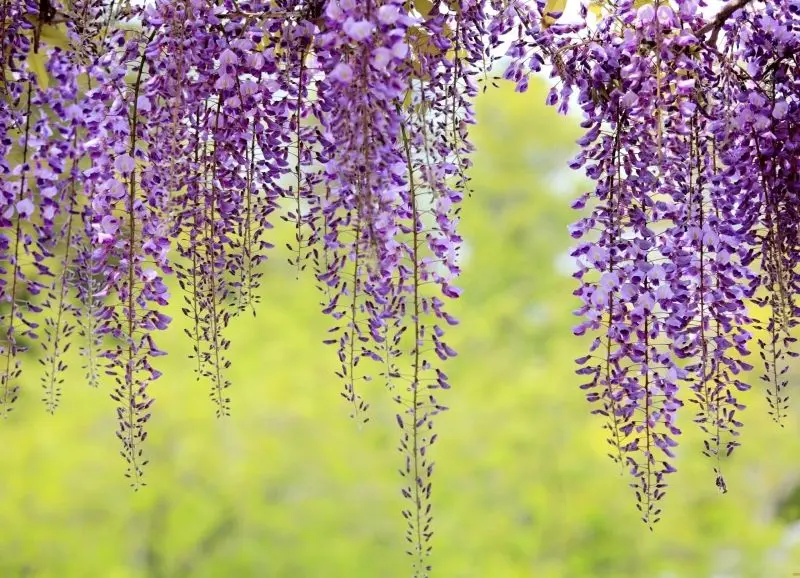 Wisteria hoa nở hoa mùa nở