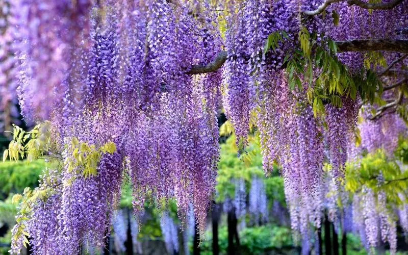 Vẻ đẹp của hoa Wisteria trong không gian sống