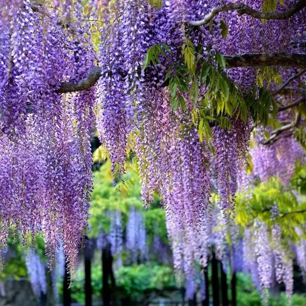 Cây hoa wisteria với màu tím đặc trưng