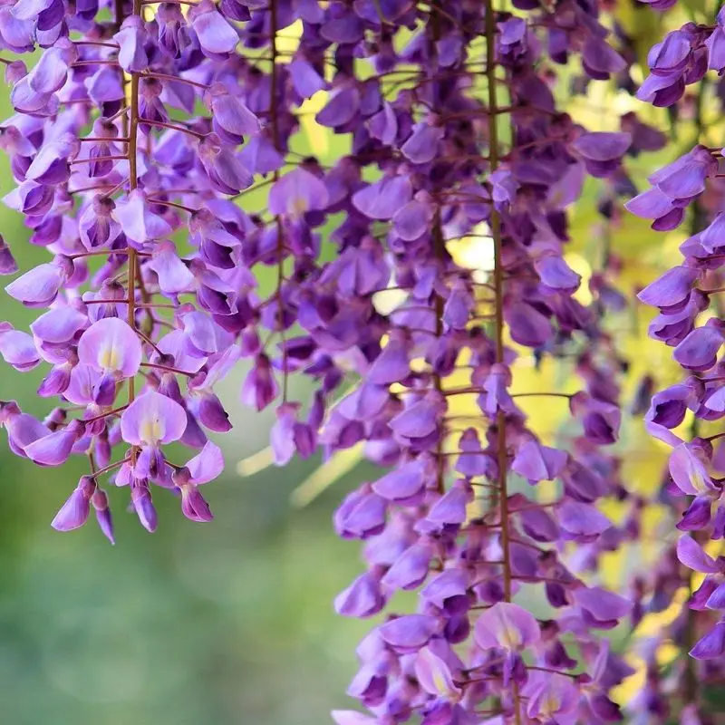 Wisteria mộc mạc nhưng quyến rũ