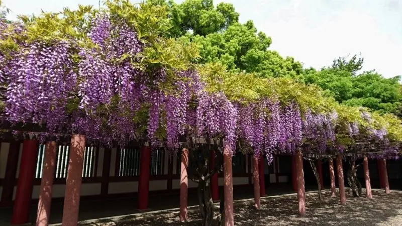 Hoa Wisteria lan trên bầu trời xanh