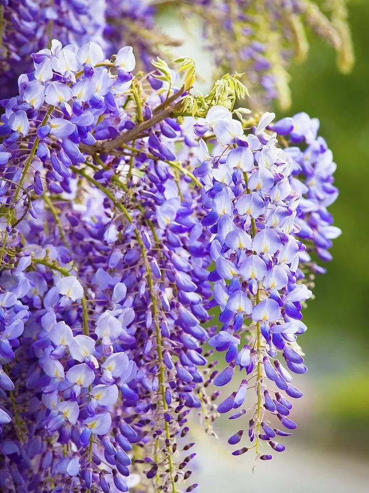 Hoa Wisteria có vẻ đẹp tự nhiên