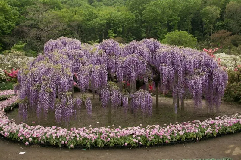 Wisteria lãng mạn được bao phủ bởi con đường