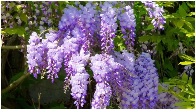 Hoa Wisteria là biểu tượng của sự thanh lịch