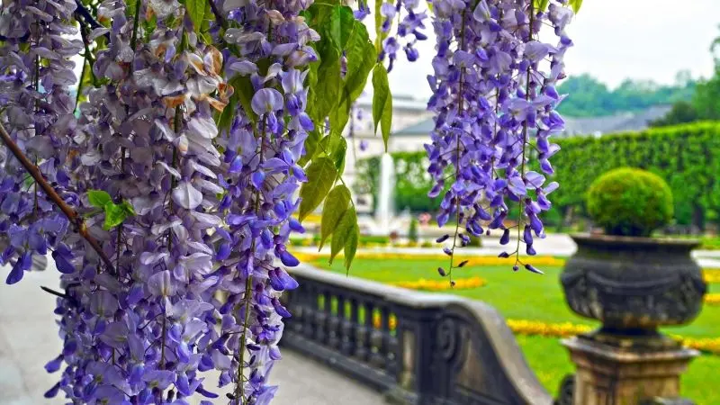 Màu sắc của Wisteria được trang trí rực rỡ với khu vườn