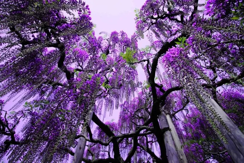 Ý nghĩa của hoa Wisteria - Biểu tượng tình yêu vĩnh cửu