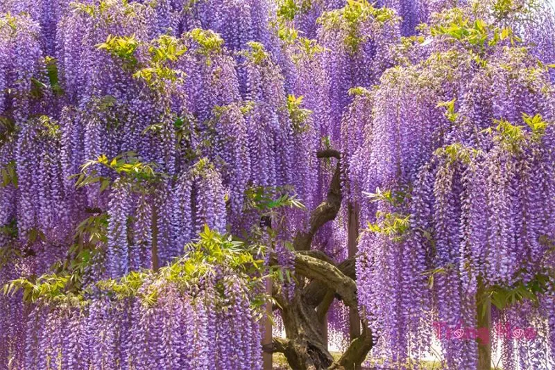 Hoa Wisteria có một ý nghĩa sâu sắc của lòng trung thành