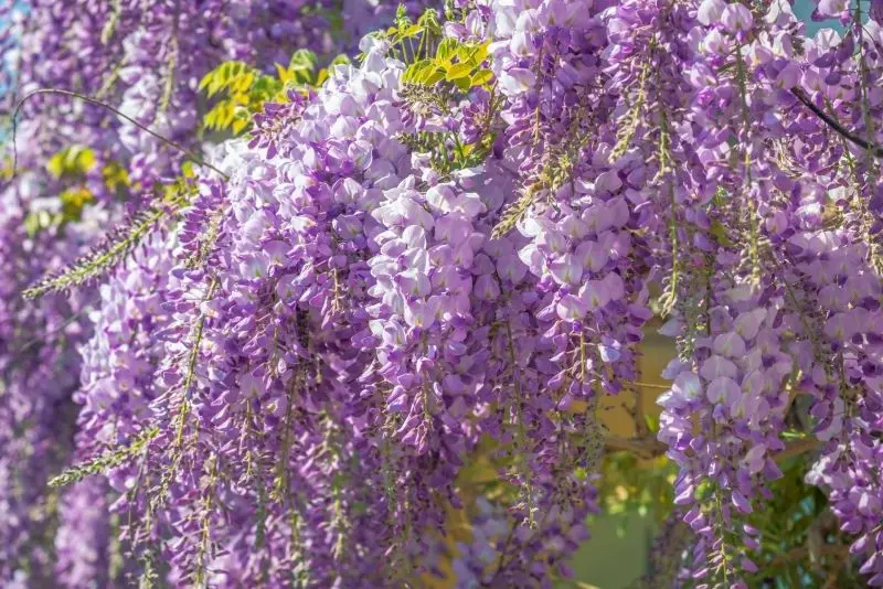 Ý nghĩa của Wisteria trong văn hóa phương Đông