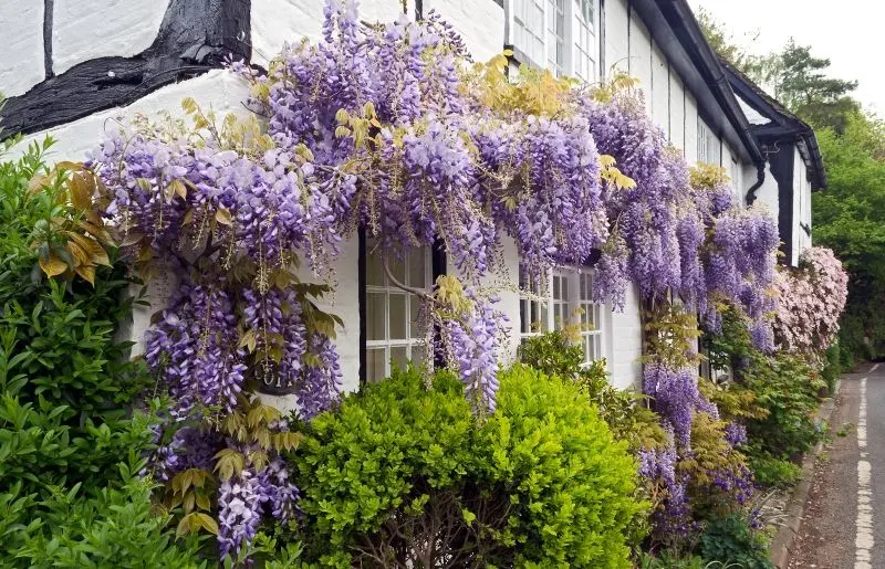 Hoa wisteria và biểu tượng tình bạn bền bỉ