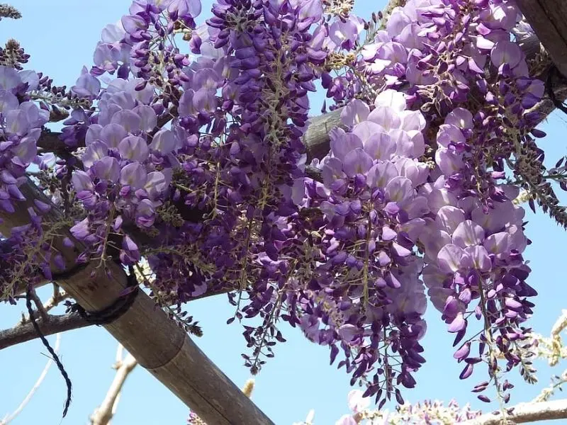 Ý nghĩa của Wisteria là trung thành và bền vững