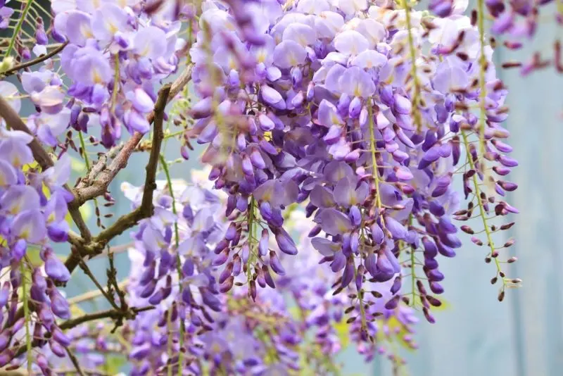 Wisteria tượng trưng cho tình yêu thuần khiết