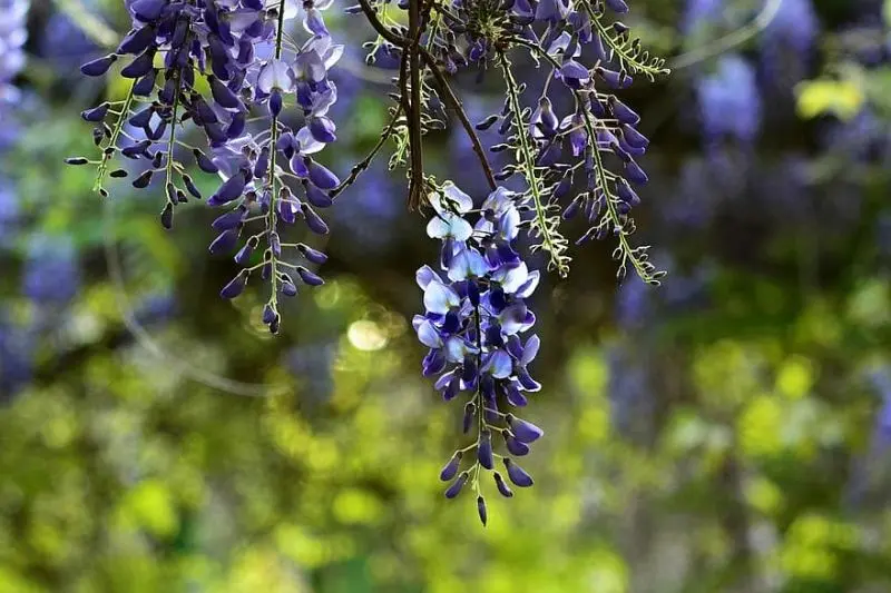 Ý nghĩa của wisteria là một tình cảm sâu sắc