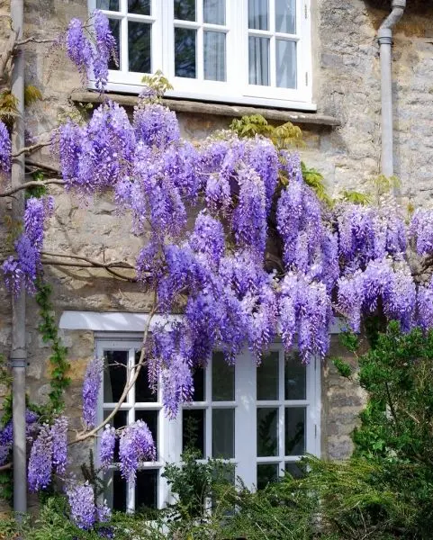 Hoa Wisteria - Biểu tượng của tuổi thọ