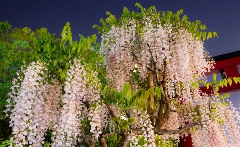 Ý nghĩa của hoa wisteria có liên quan đến quý tộc