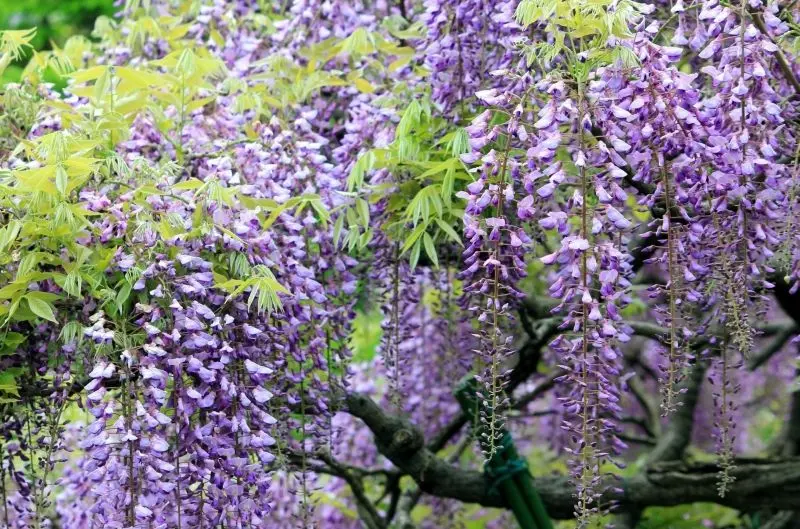 Cây hoa Wisteria tạo ra một không gian lãng mạn