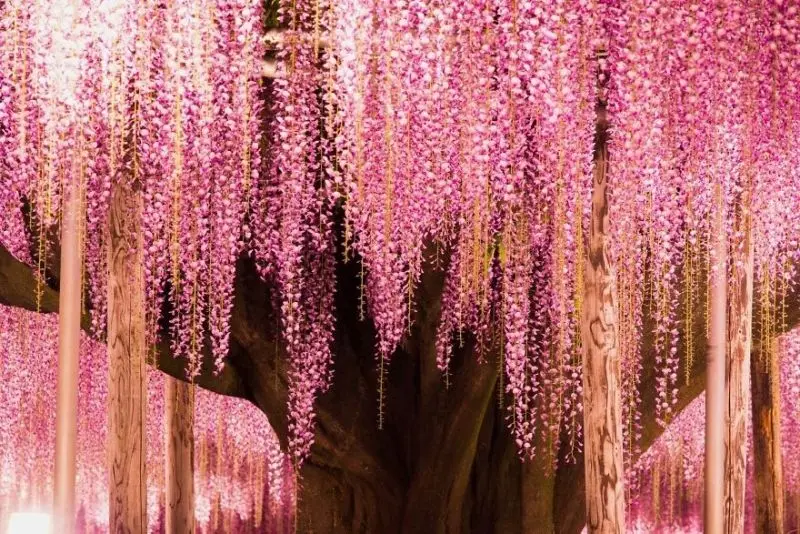 Hoa Wisteria cho thấy sự bền vững trong những năm qua