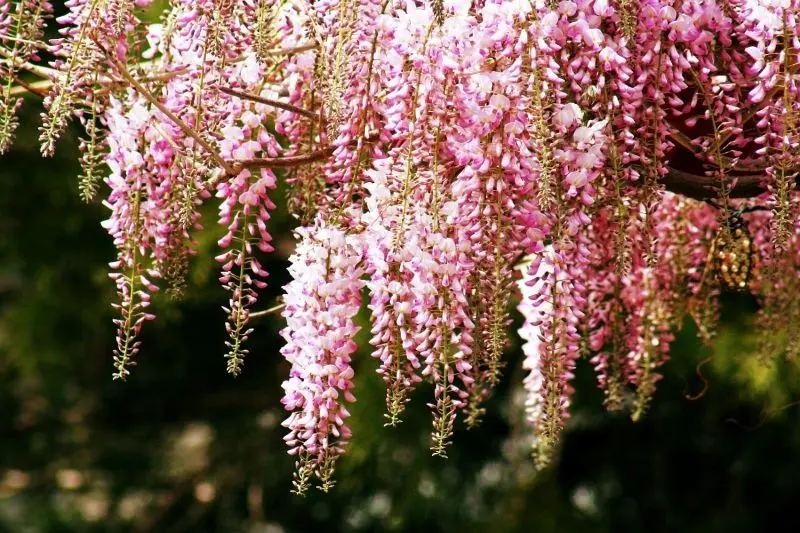 Hoa Wisteria tượng trưng cho sự kiên nhẫn