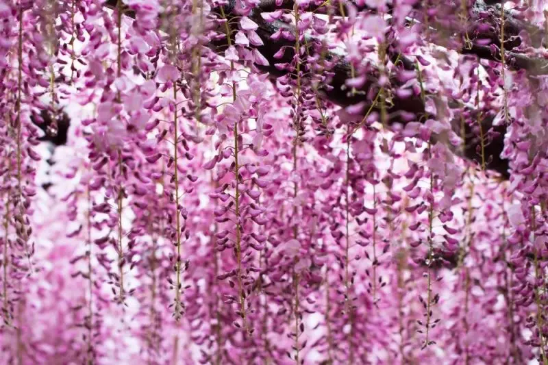 Ý nghĩa của wisteria là hy vọng và mong muốn