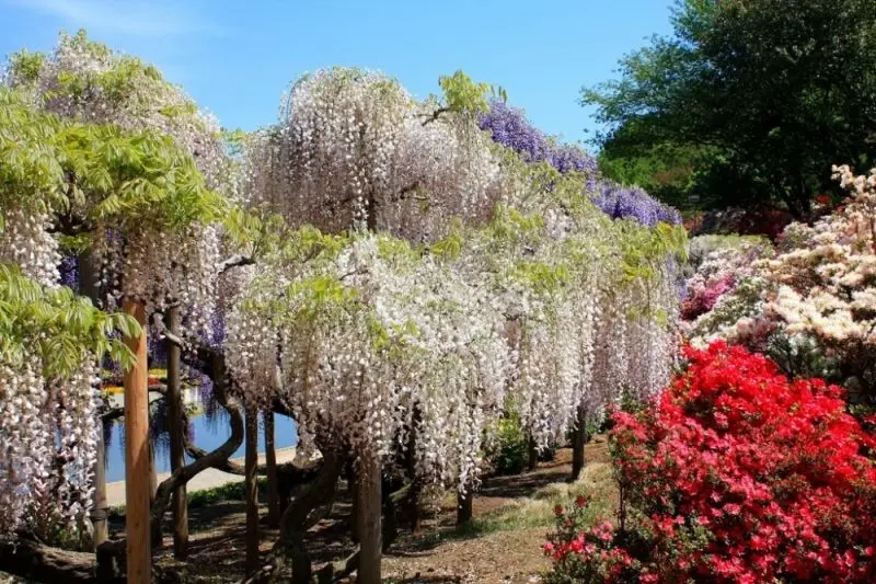 Ý nghĩa của Wisteria trong đời sống tinh thần