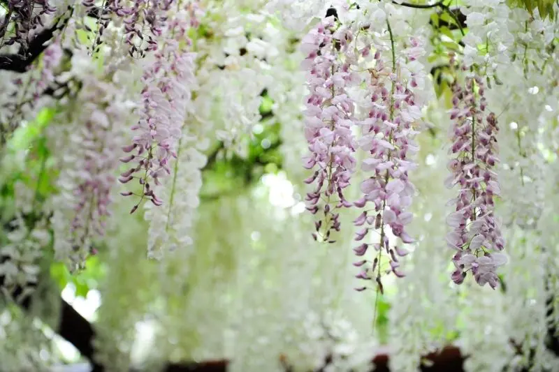 Hoa wisteria - Những lời hứa về tình yêu vĩnh cửu